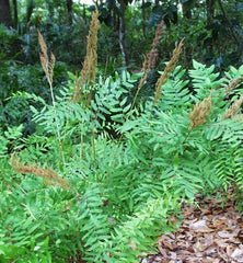 Live Royal Fern Plant - Osmunda regalis - Perennial Shade Fern in 3.5" Pot - Majestic Native Fern for Moist Woodland & Bog Gardens
