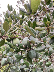 4 Pineapple Guava Cuttings – Feijoa sellowiana Live Unrooted Stems | Easy Propagation for Edible Landscaping or Home Garden Growing