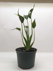 Alocasia 'Tiny Dancer' - 4" Pot