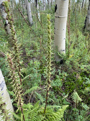 Pedicularis procera Seeds – Giant Lousewort, Rare Perennial Wildflower, Alpine Nitrogen-Fixing Plant (100 Seeds)