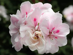 2 Ivy Geranium Cuttings – Pelargonium peltatum White & Pink – Unrooted Trailing Stems for Hanging Baskets, Window Boxes & Containers