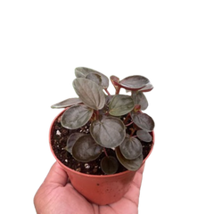 Peperomia 'Rugosa'