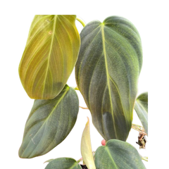 Philodendron Gigas | Giant Velvety Copper-Green Philodendron | House Plant Shop