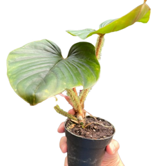 Philodendron 'Serpens' | Rare Hairy Creeping Philodendron | House Plant Shop