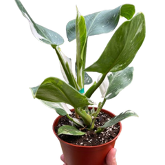 Philodendron 'White Wizard'