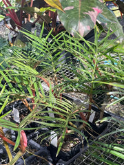Philodendron Tortum Live Starter Plant 6–8” Tall - Bareroot Aroid - Rare Tropical Houseplant with Striking Foliage