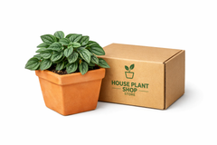 1 Pre-Potted Subscription Box