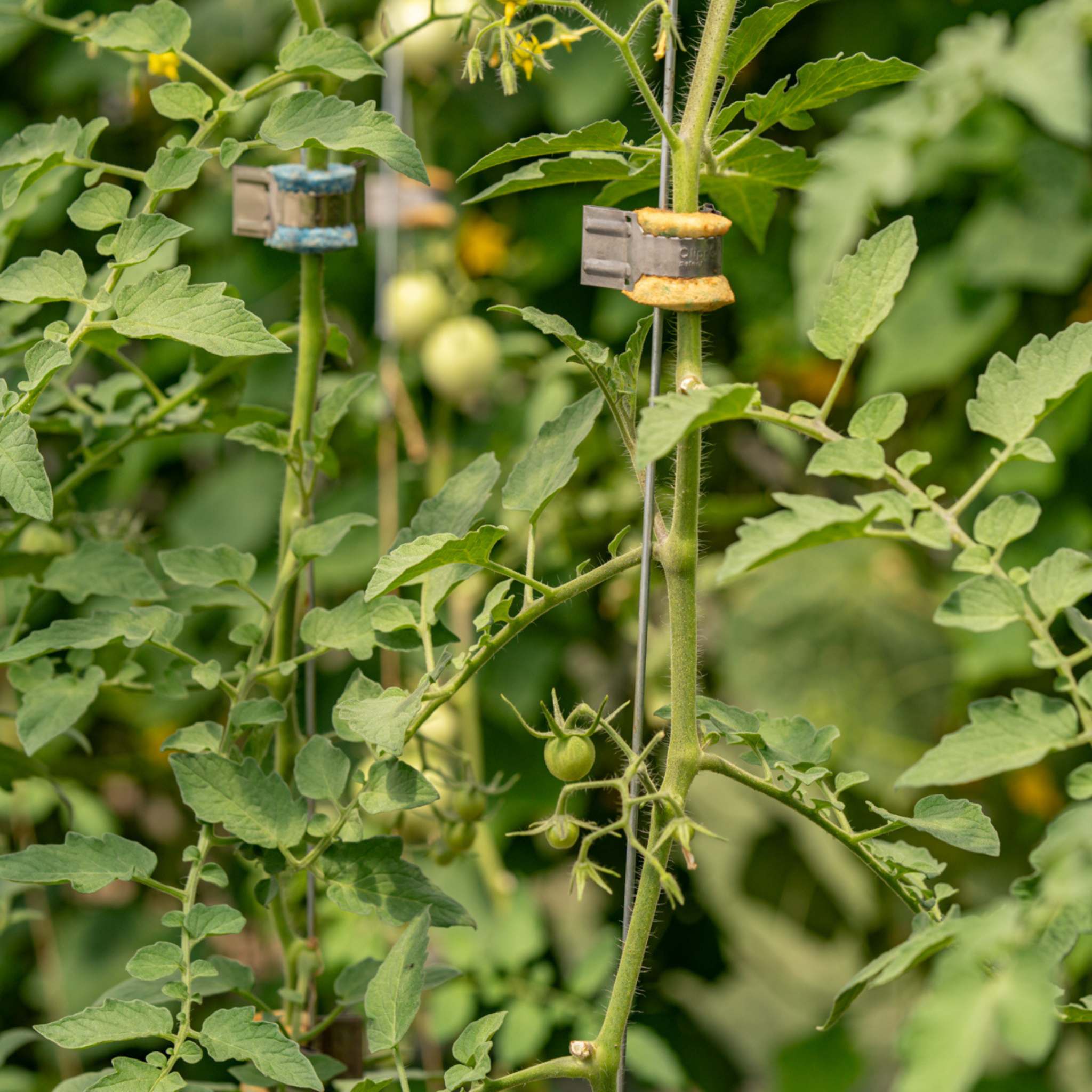 Qlipr Trellising System