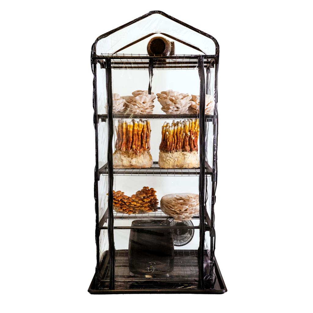 ShroomRoom: Mushroom Grow Tent