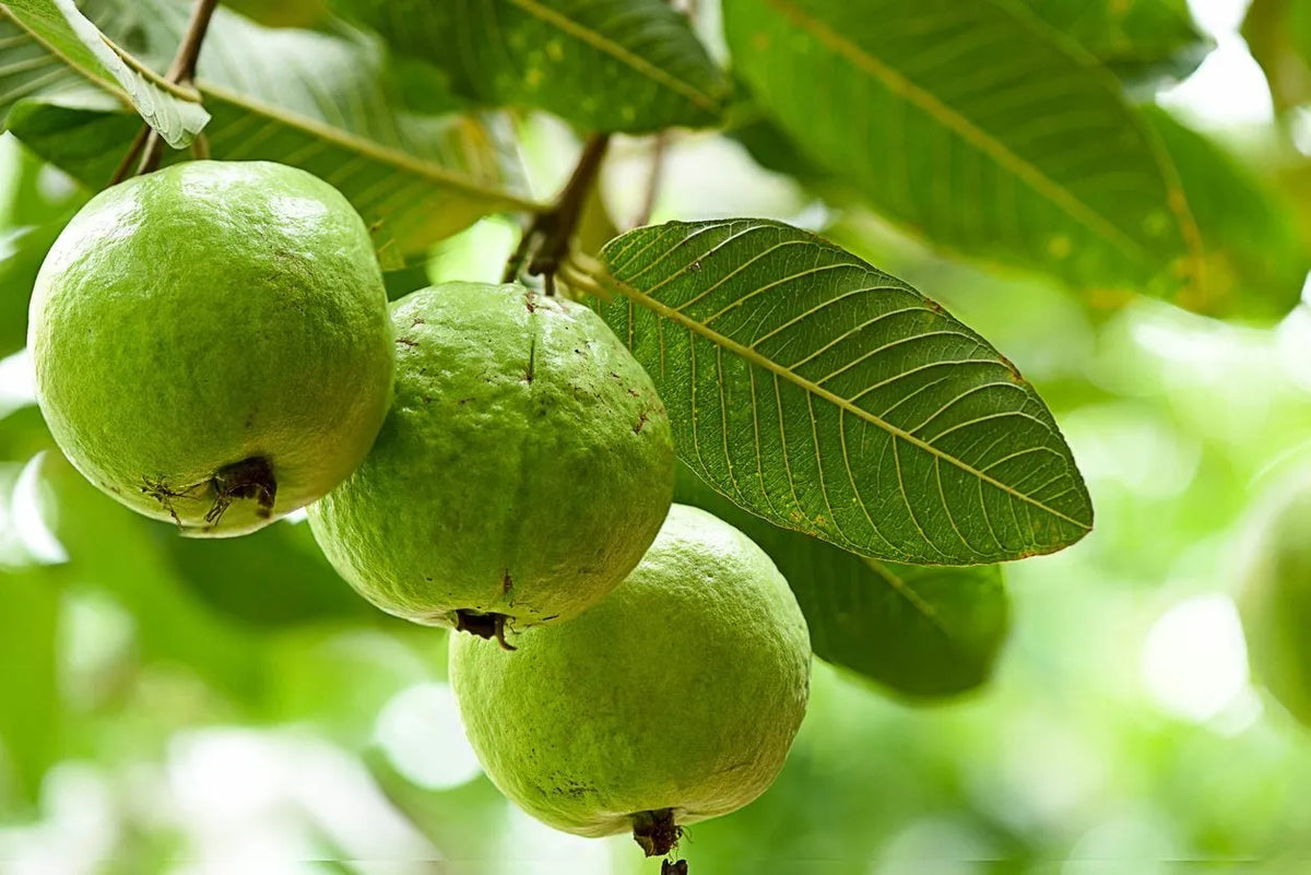 3 Guava Tree Cuttings | Psidium guajava | 4–5" Unrooted Wood for Grafting or Rooting | Tropical Fruit Tree Starter | Easy Propagation