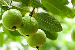 3 Guava Tree Cuttings | Psidium guajava | 4–5" Unrooted Wood for Grafting or Rooting | Tropical Fruit Tree Starter | Easy Propagation