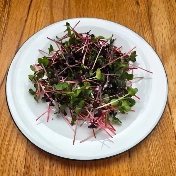 Radish (Confetti Mix)