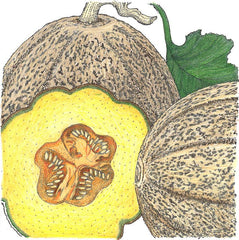 Hearts of Gold Melon Seeds (Organic)