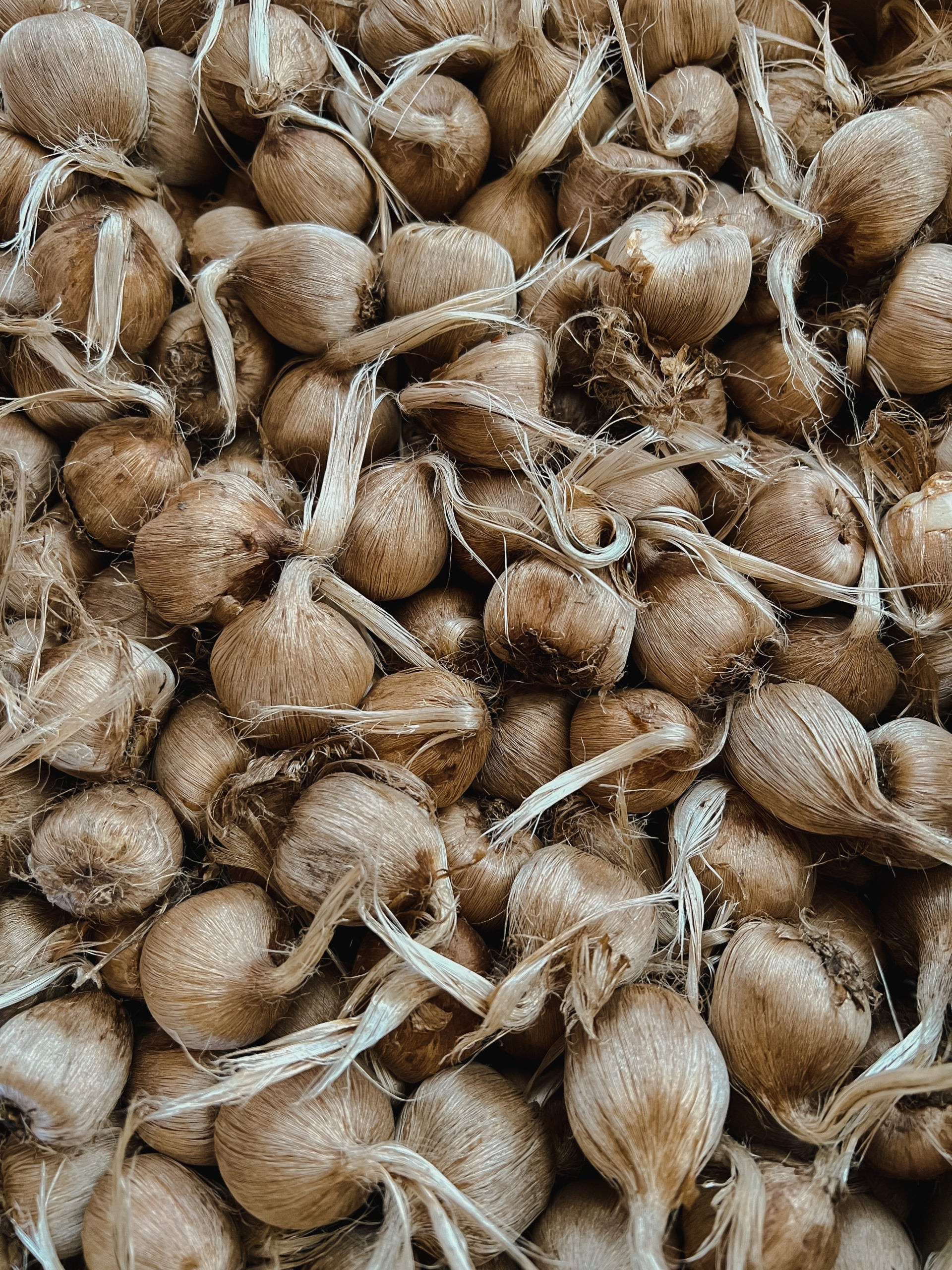 Starter Patch– 24 Large Corms Most Popular