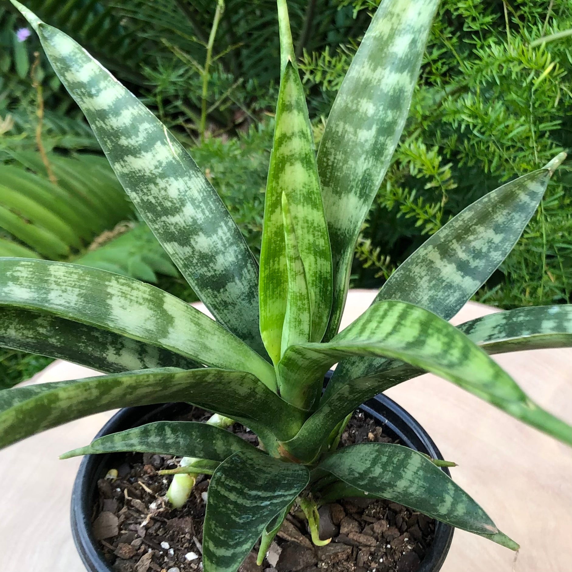 Sansevieria Parva Rare Snake Plant Starter 4–8” | Air Purifier | Live  Houseplant | African Spear Plant