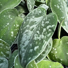 12” Rooted Variegated Silver Satin Pothos Cutting – Scindapsus pictus Houseplant – Rare Variegated Vine, Easy Indoor Plant