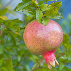 Super Rare Sirenevyi Pomegranate Cuttings (Punica granatum ‘Sirenevyi’) – 3 Fresh Scions for Rooting or Grafting – Large Sweet Fruit
