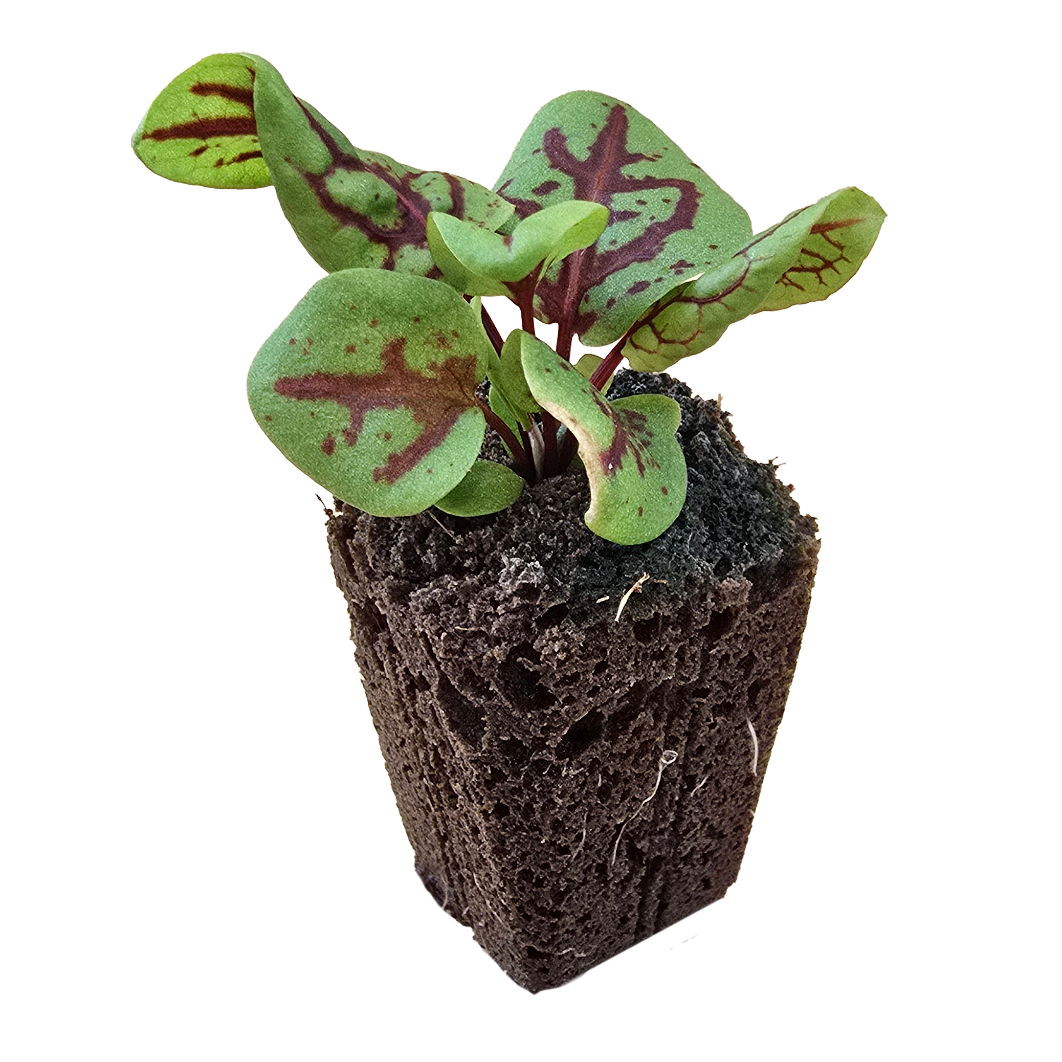 Sorrel (Red Veined) (4x)