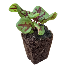 Sorrel (Red Veined) (4x)