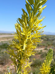 Stanleya pinnata Seeds – Prince's Plume, Perennial Wildflower, Drought-Tolerant Desert Plant (40 Seeds)