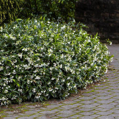 Star Jasmine Plant (Trachelospermum jasminoides) | Fragrant Flowering Vine | Evergreen Climber | 1 Rooted Stem Live Plant