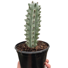 Succulent Cactus Ghost White Boobie