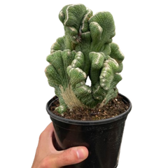 Succulent Cereus Coral Green