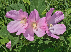 30 Hibiscus moscheutos Seeds | Swamp Rose Mallow | Crimsoneyed Rosemallow | Native Perennial Wildflower | Wetland Garden Plant