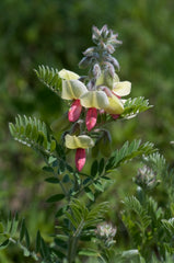 Tephrosia virginiana Seeds – Goat’s Rue Wildflower, 10 Non-GMO Perennial Seeds, Native Legume for Pollinator Gardens