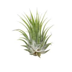 Tillandsia Air Plant Ionantha - 5 Pack