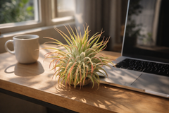 Tillandsia Air Plant Ionantha Guatemala