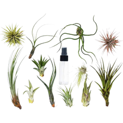 Tillandsia Air Plant Variety Pack w/ Spray Bottle