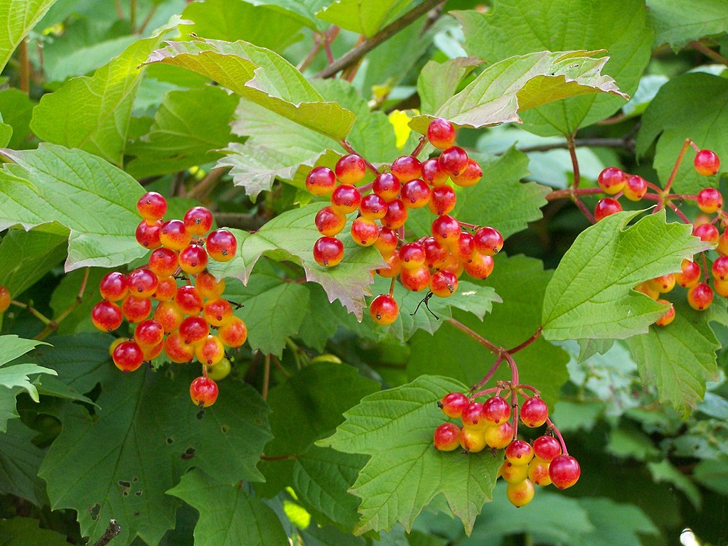 15 Viburnum opulus Cuttings – Eastern Snowball Tree Chervona Kalyna – Flowering Shrub – Unrooted Stems for Propagation