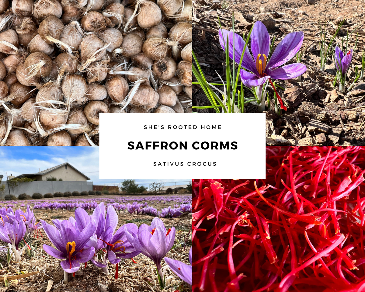 Starter Patch– 24 Large Corms Most Popular