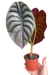 Alocasia 'Red Secret'