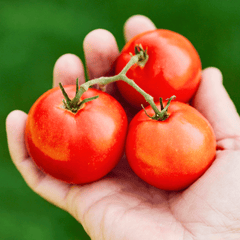 Ace 55 Tomato – 50 Seeds