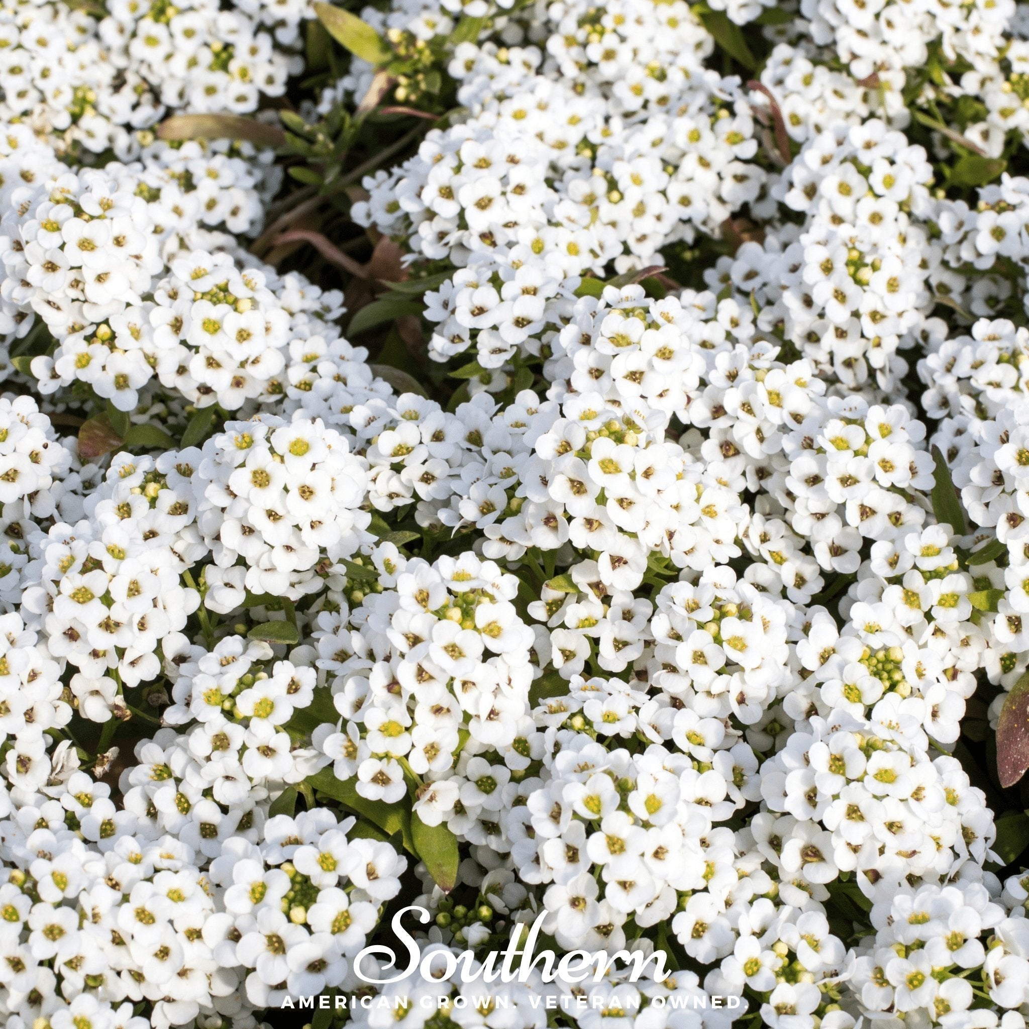 Carpet of Snow Sweet Alyssum – 250 Seeds
