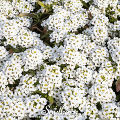 Carpet of Snow Sweet Alyssum – 250 Seeds