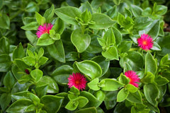 20 Aptenia cordifolia Cuttings | Baby Sun Rose Ice Plant | Unrooted 4–7” Succulent Stems | Red/Pink Groundcover for Gardens & Pots