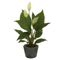 11” Spathyfillum w/Cement Planter (Set of 3)