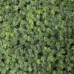 20” Succulent Artificial Wall Mat (Indoor/Outdoor) (Set of 2)