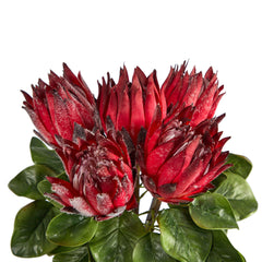 23” King Protea Artificial Arrangement in Glass Vase