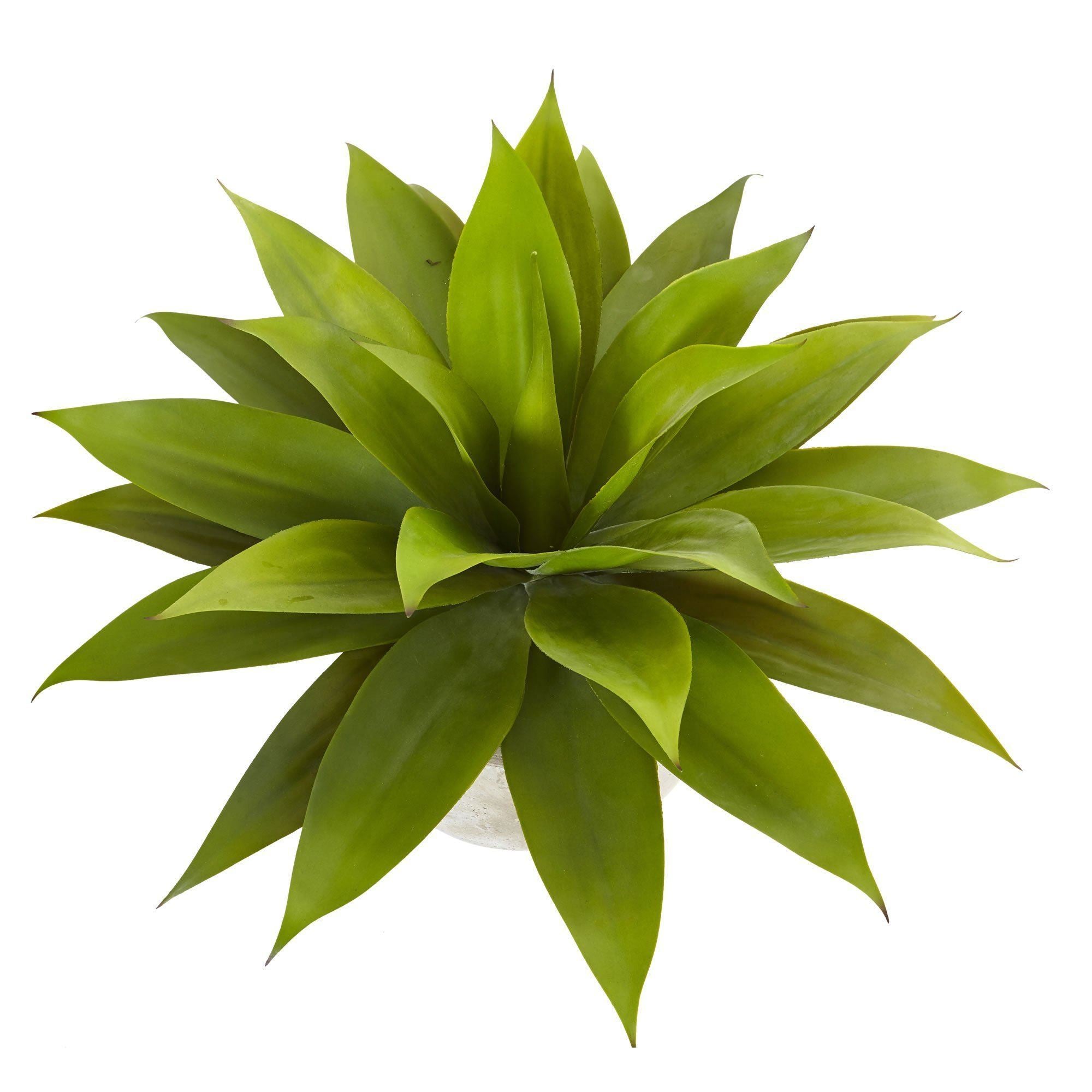 24" Agave in Sand Colored Bowl"