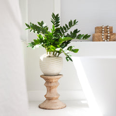 28” Artificial Zamioculcas Plant
