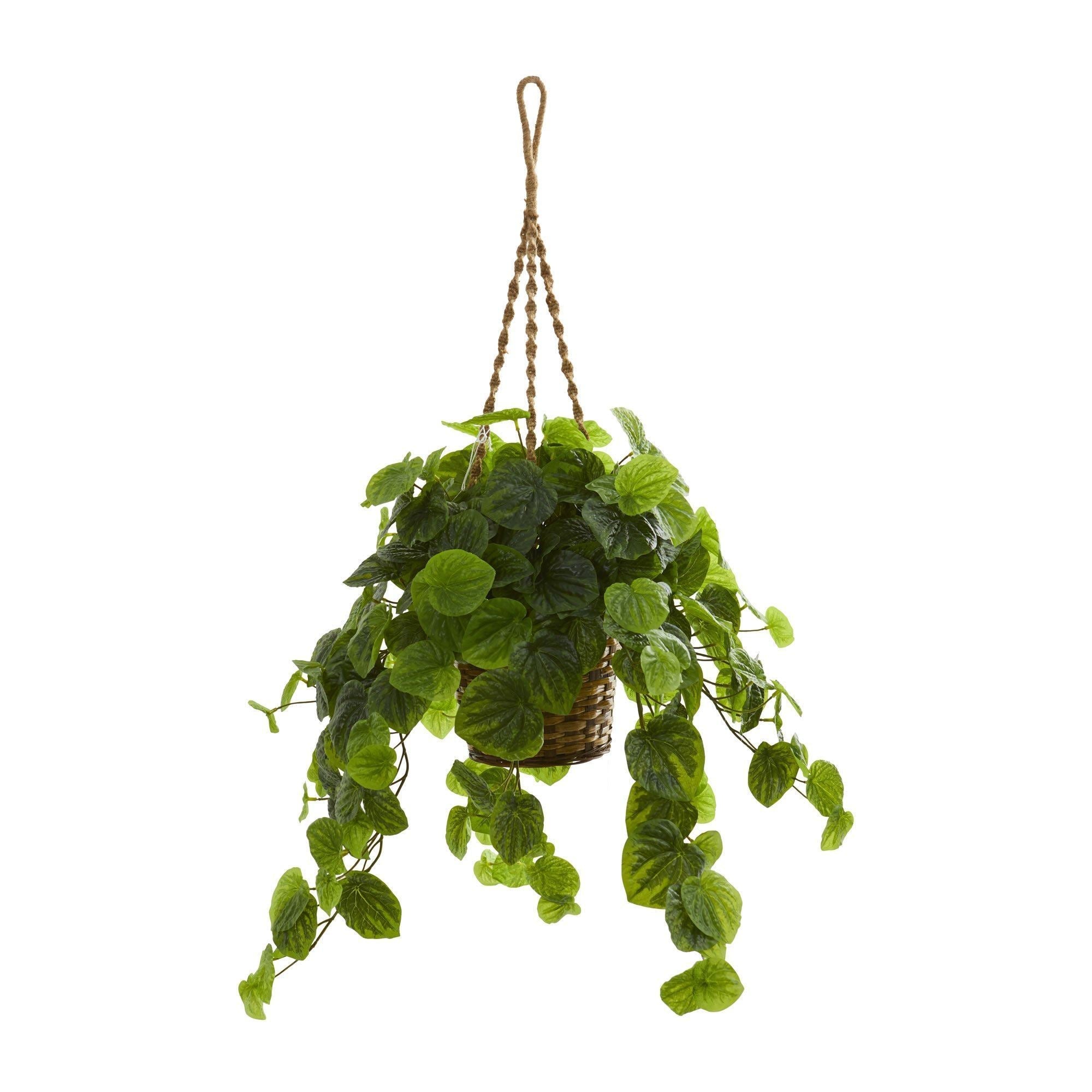 34” Peperomia Artificial Plant in Hanging Basket (Real Touch)