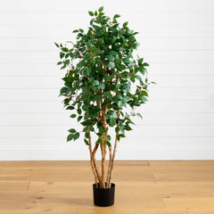 5' Ficus Bushy Silk Tree