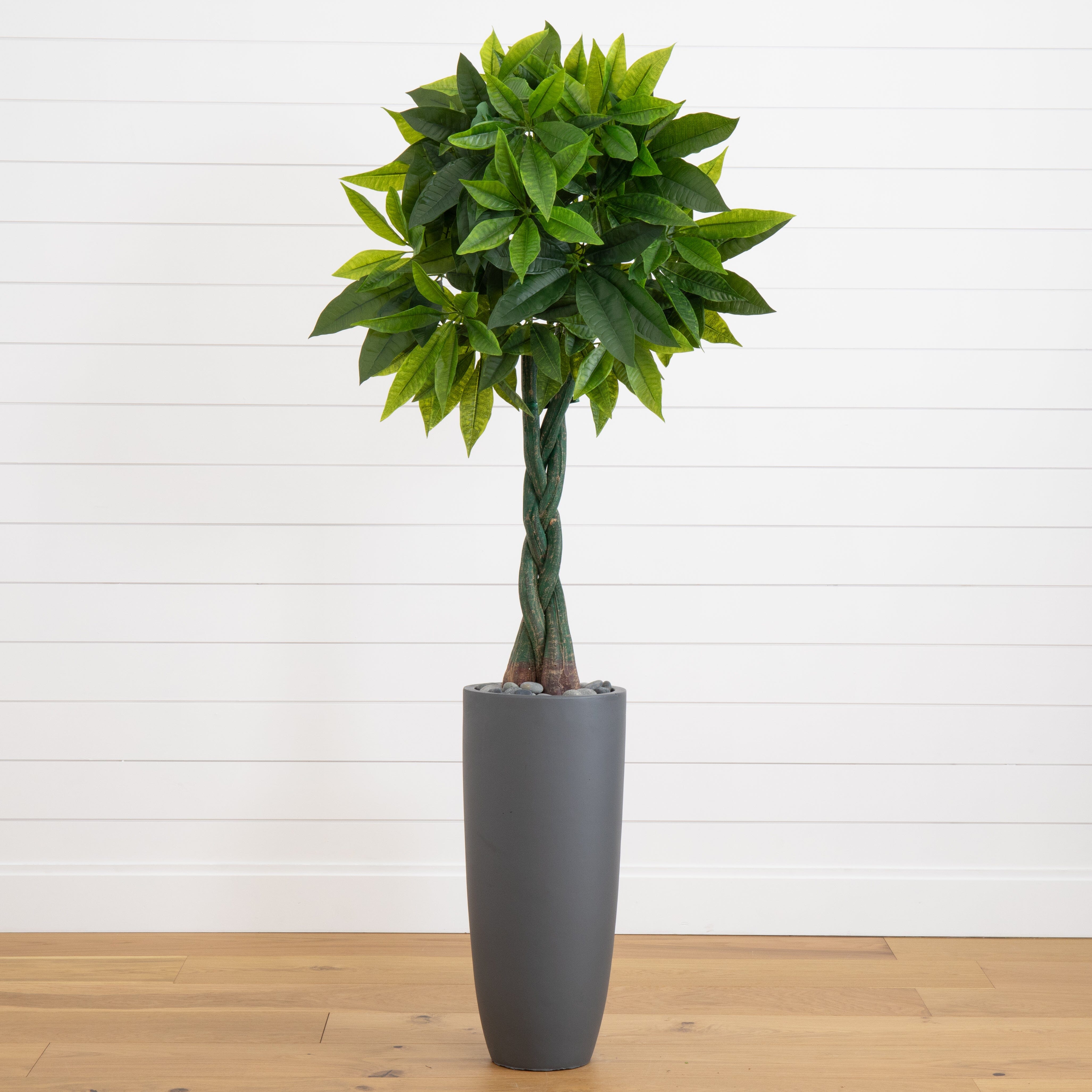 5.5’ Money Artificial Tree in Gray Cylinder Planter (Real Touch)
