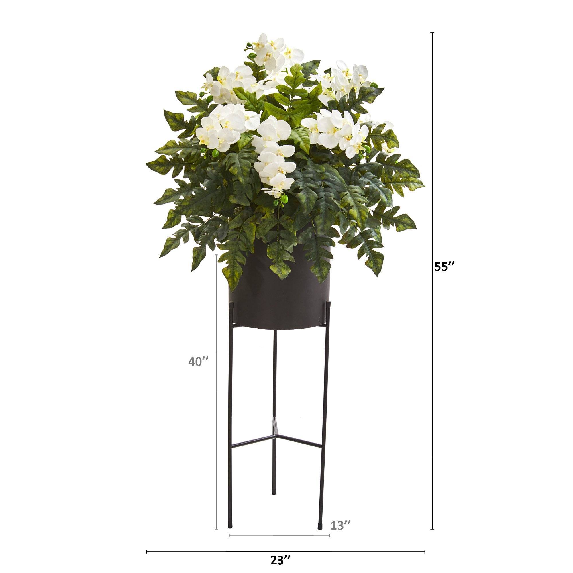 55” Phalaenopsis Orchid, Holly Fern Plant in Black Planter