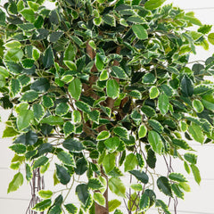 63” Elegant Ficus Artificial Tree in Sandstone Planter