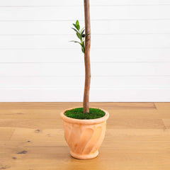 63” Olive Topiary Artificial Tree in Terra Cotta Planter (Indoor/Outdoor)